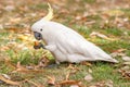 Sulphur crested Cockatoo Parrot in Sydney Park. Royal Botanic Gardens. Hold and eat tourist Food.