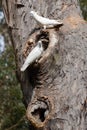 Sulphur-crested Cockatoo`s nesting Royalty Free Stock Photo