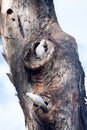 Sulphur-crested Cockatoo`s