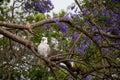 Sulphur-crested cockatoo seating on a beautiful blooming jacaranda tree. Australian urban wildlife Royalty Free Stock Photo