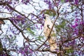 Sulphur-crested cockatoo seating on a beautiful blooming jacaranda tree. Urban wildlife Royalty Free Stock Photo