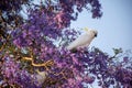 Sulphur-crested cockatoo seating on a beautiful blooming jacaranda tree. Urban wildlife Royalty Free Stock Photo