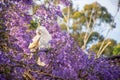 Sulphur-crested cockatoo seating on a beautiful blooming jacaranda tree. Urban wildlife Royalty Free Stock Photo