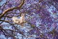 Sulphur-crested cockatoo seating on a beautiful blooming jacaranda tree. Urban wildlife Royalty Free Stock Photo