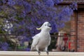 Sulphur-crested cockatoo seating on a fence with beautiful blooming jacaranda tree background Royalty Free Stock Photo