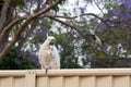 Sulphur-crested cockatoo seating on a fence with beautiful blooming jacaranda tree background Royalty Free Stock Photo