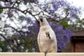 Sulphur-crested cockatoo seating on a fence with beautiful blooming jacaranda tree background Royalty Free Stock Photo