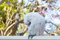 Sulphur-crested cockatoo seating on a fence with beautiful blooming jacaranda tree background. Urban wildlife Royalty Free Stock Photo