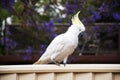 Sulphur-crested cockatoo seating on a fence with beautiful blooming jacaranda tree background. Urban wildlife Royalty Free Stock Photo