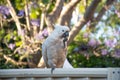 Sulphur-crested cockatoo seating on a fence with beautiful blooming jacaranda tree background. Urban wildlife Royalty Free Stock Photo