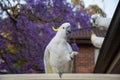 Sulphur-crested cockatoo seating on a fence with beautiful blooming jacaranda tree background. Urban wildlife Royalty Free Stock Photo