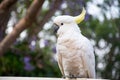 Sulphur-crested cockatoo sitting on a fence with beautiful blooming jacaranda tree on background Royalty Free Stock Photo