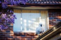 Sulphur-crested cockatoo seating on a roof near beautiful purple blooming jacaranda tree. Urban wildlife Royalty Free Stock Photo