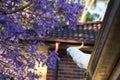 Sulphur-crested cockatoo seating on a roof near beautiful purple blooming jacaranda tree. Urban wildlife Royalty Free Stock Photo