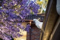 Sulphur-crested cockatoo seating on a roof near beautiful purple blooming jacaranda tree. Urban wildlife Royalty Free Stock Photo