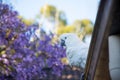 Sulphur-crested cockatoo seating on a roof near beautiful purple blooming jacaranda tree. Urban wildlife Royalty Free Stock Photo