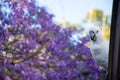 Sulphur-crested cockatoo seating on a roof near beautiful purple blooming jacaranda tree. Urban wildlife Royalty Free Stock Photo