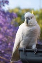 Sulphur-crested cockatoo seating on a roof near beautiful purple blooming jacaranda tree. Urban wildlife Royalty Free Stock Photo