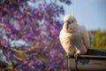 Sulphur-crested cockatoo seating on a roof near beautiful purple blooming jacaranda tree. Urban wildlife Royalty Free Stock Photo