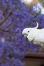 Sulphur-crested cockatoo seating on a roof near beautiful purple blooming jacaranda tree. Urban wildlife Royalty Free Stock Photo