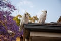 Sulphur-crested cockatoo seating on a roof near beautiful purple blooming jacaranda tree. Urban wildlife Royalty Free Stock Photo