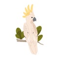 Sulphur crested cockatoo sit on branch. Talking parrot. Exotic bird with fluffed yellow crest. Tropical animal