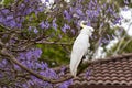 Sulphur-crested cockatoo sitting on a beautiful blooming jacaranda tree Royalty Free Stock Photo