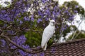 Sulphur-crested cockatoo sitting on a beautiful blooming jacaranda tree Royalty Free Stock Photo