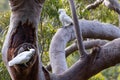 Sulphur-crested Cockatoo Royalty Free Stock Photo
