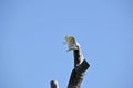 The Sulphur crested cockatoo is on a tree stump Royalty Free Stock Photo