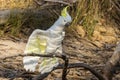 Sulphur-crested Cockatoo in Victoria Australia