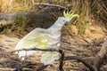 Sulphur-crested Cockatoo in Victoria Australia