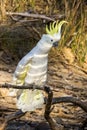 Sulphur-crested Cockatoo in Victoria Australia