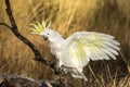 Sulphur-crested Cockatoo in Victoria Australia