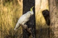 Sulphur-crested Cockatoo in Victoria Australia