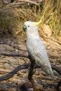Sulphur-crested Cockatoo in Victoria Australia