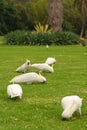 Sulphur-crested Cockatoos eating clay to detoxify their food