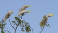 Sulphur crested cockatoos