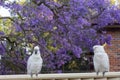 Sulphur-crested cockatoos seating on a fence with beautiful blooming jacaranda tree background. Urban wildlife Royalty Free Stock Photo
