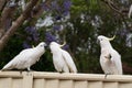 Sulphur-crested cockatoos seating on a fence eating bread. Australian urban wildlife