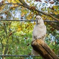 Sulphur crested white cockatoo sitting a tree branch, a popular pet in aviculture from Australia Royalty Free Stock Photo