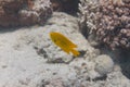Sulphur Damsel on Coral Reef
