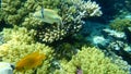 Sulphur damsel Pomacentrus sulfureus and Assasi triggerfish or Arabian picassofish Rhinecanthus assasi undersea