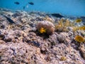 Sulphur damsel (Pomacentrus sulfureus) at the Red Sea coral reef Royalty Free Stock Photo