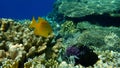 Sulphur damsel Pomacentrus sulfureus undersea, Red Sea, Egypt, Sinai, Ras Mohammad national park