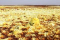 Sulphur flower inside the explosion crater of Dallol volcano, Danakil Depression, Ethiopia Royalty Free Stock Photo