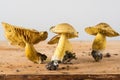 Sulphur knight or gas agaric- different stages