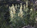 Sulphur Lupine - Lupinus sulphureus