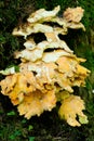 Sulphur Shelf fungi