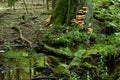 Sulphur Shelf fungi